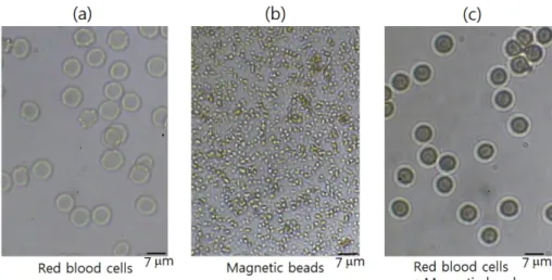 Fig. 4. (Color online) Three images of (a) RBC (red Blood cell)s and (b) MB (magnetic bead)s with a solution of 50 mg/ml (Co-Si-OH), and (c) RBCs coupled with MBs, respectively.