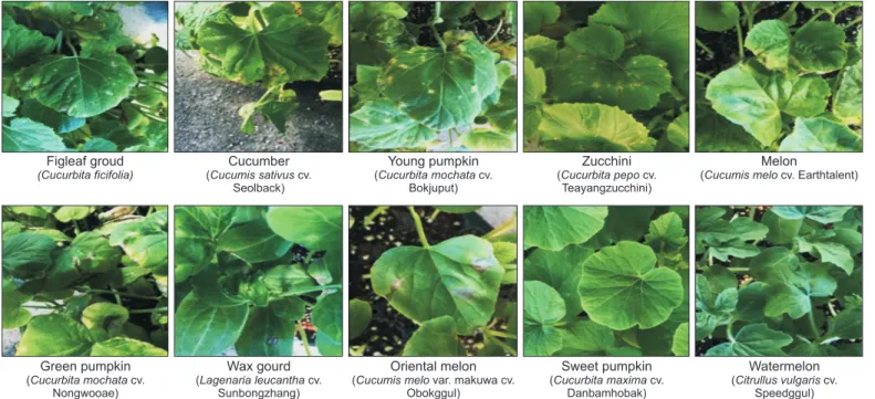 Fig. 2. Symptoms on the 10 Cucurbitaceae plants at 7 days after inoculation of the NWB SC127 isolate in green house.