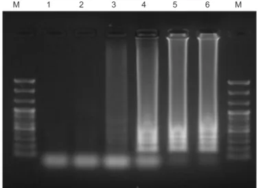 Fig. 1. Optimal reaction temperature of reverse transcription- transcription-loop mediated isothermal amplification (RT-LAMP)
