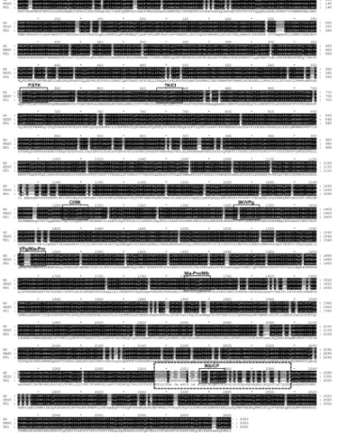 Fig. 3. Phylogenetic analysis of the Chinese yam necrotic mosaic  virus (CYNMV) 3’ proximal nucleotide sequences containing the  coat protein and 3’ untranslated region