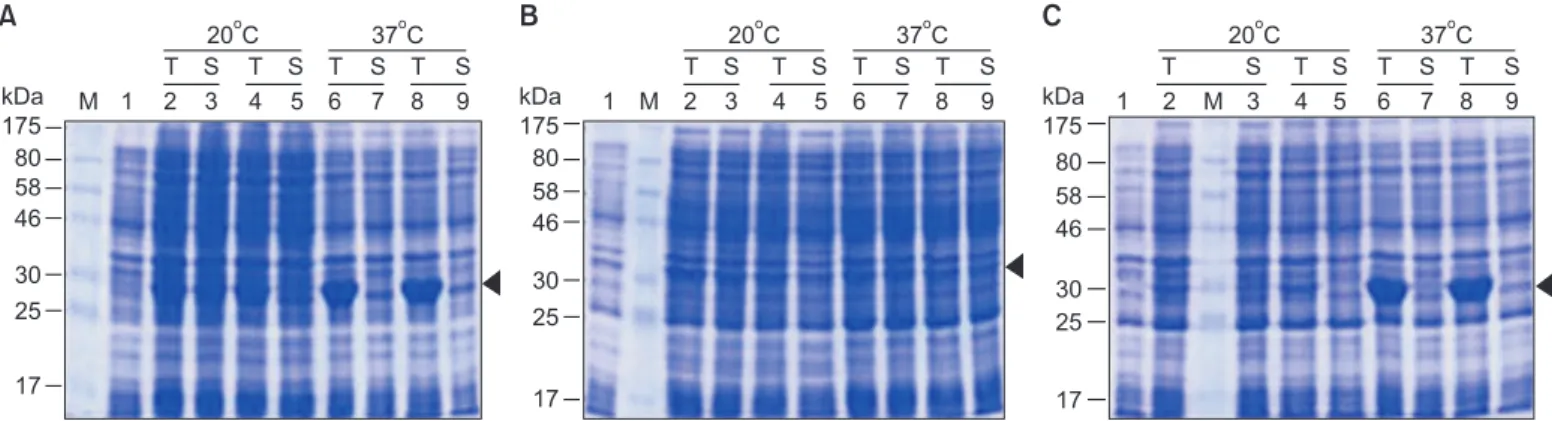 Fig. 1. RT-PCR of Rice black-streaked dwarf virus (RBSDV) S10-N  teminal. M is molecular size marker