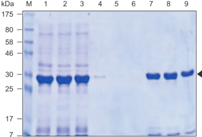 Fig. 3. Nickel-nitrilotriacetic acid binding test of Rice black- black-streaked dwarf virus S10-N (1-834 nt) expressed in Escherichia coli  at denatured condition