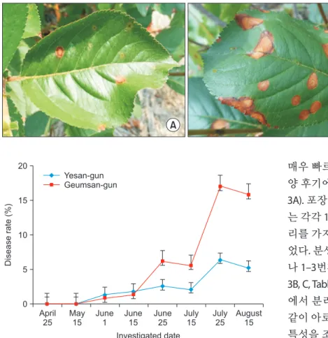 Fig. 1. Symptoms of Alternaria leaf spot  on black chokeberry caused by Alternaria  mali