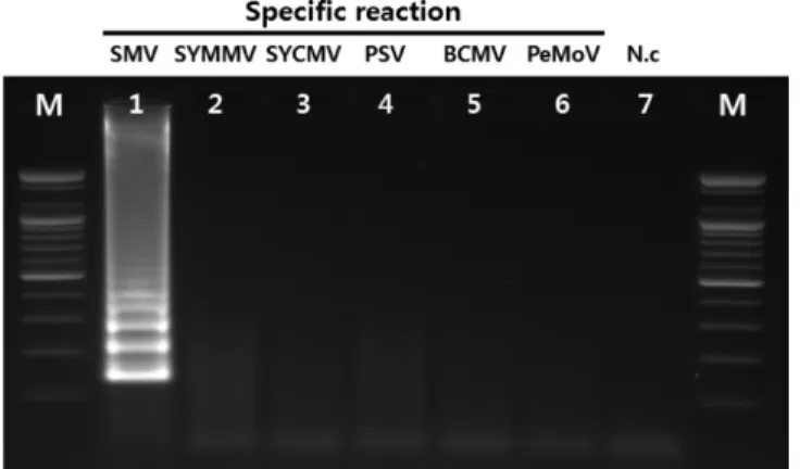 Fig. 5. Requirements for four LAMP primers. Lane M, 100 bp DNA  ladder; lane 1, negative control; lane 2, B+C+D; lane 3, A+C+D; lane 4,  A+B+C+D lane 5, C+D; lane 6, A+B(A: FIP, B: BIP, C: F3, D: B3).
