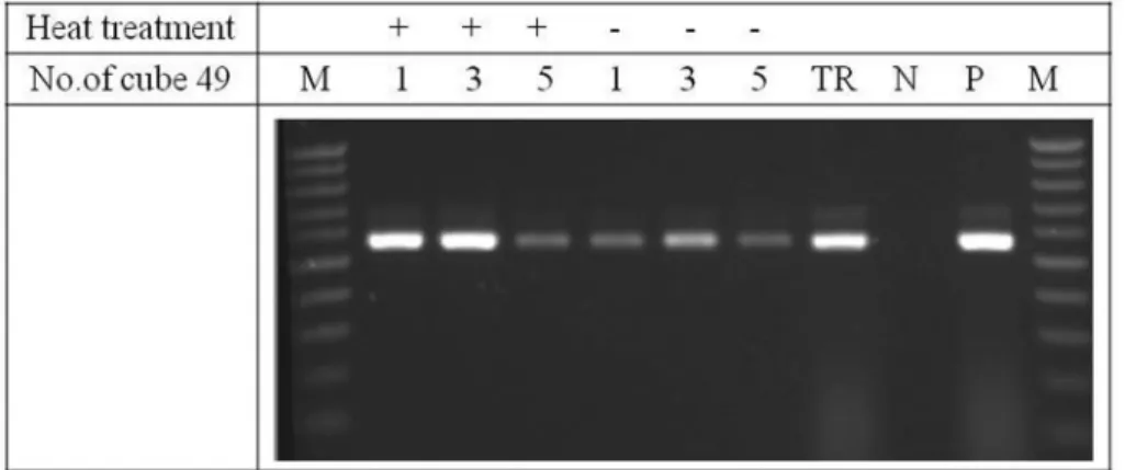 Fig. 3. RSV detection by RT-PCR using four different kinds of porous ceramic cubes (no