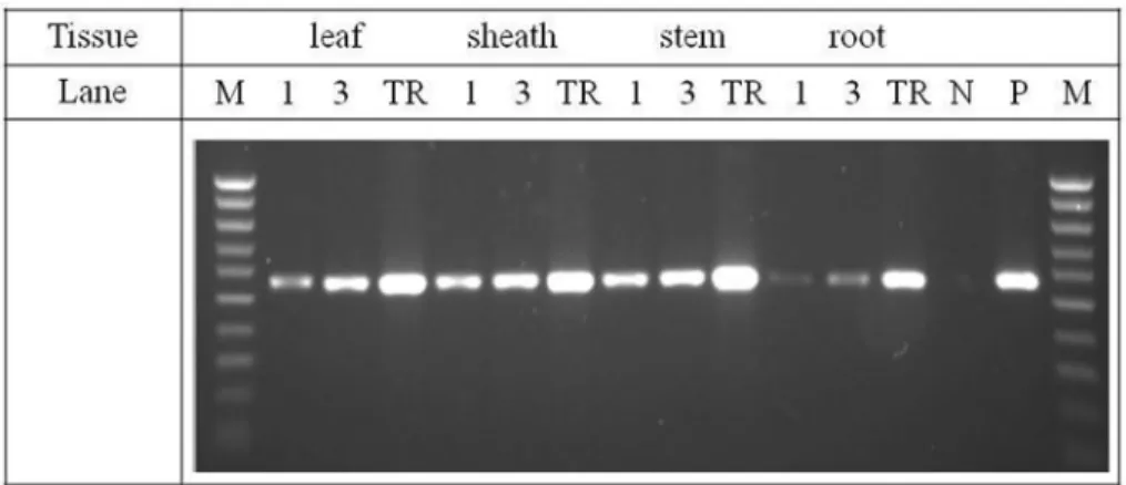Fig. 5. RSV detection by RT-PCR using the porous ceramic cube as a template, wherein amplification was done using porous ceramic cube 1ea or  3ea from four different rice tissues, respectively