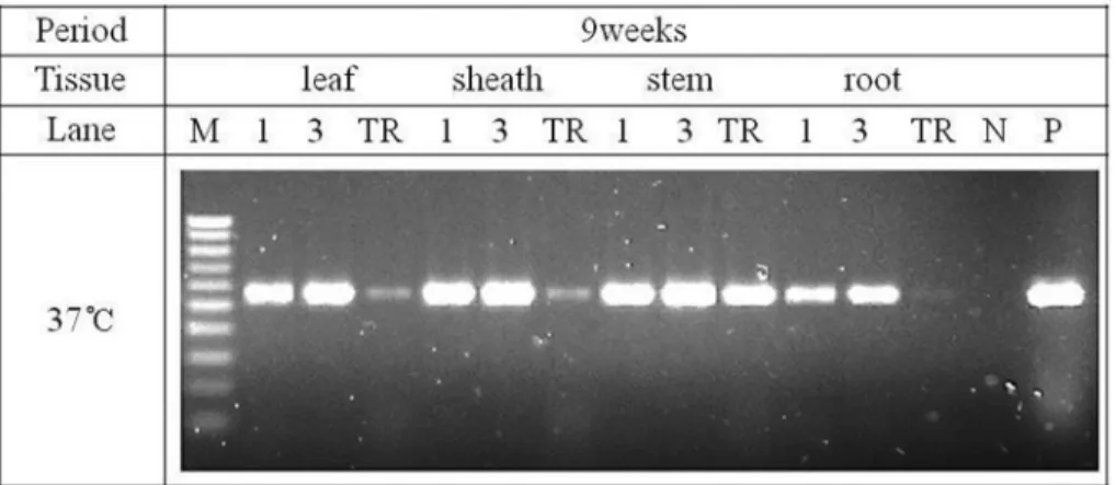 Fig. 7. RSV detection by RT-PCR using the porous ceramic cube as template, wherein amplification was done using porous ceramic cube 1ea or  3ea from four different rice tissues, respectively after 9 weeks storage