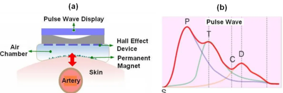 Fig. 3. (Color online) (a) The basic structure of heart, (b) the typical waveform for the electrocardiograph, and (c) the activation of the heart movement.