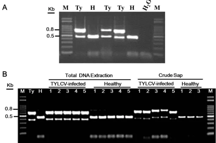 Fig. 1. A duplex PCR detection analysis for TYLCV. (A) Total DNA was extracted from tomato leaves infected with TYLCV (Ty) and healthy tomato  leaves (H), respectively