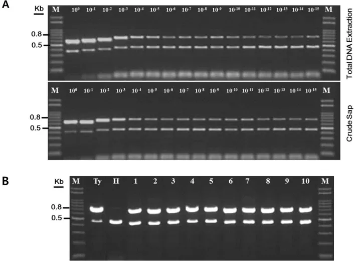 Fig. 3. Determination of specificity and sensitivity of duplex PCR protocol for TYLCV diagnosis and application on field tomato samples during  survey