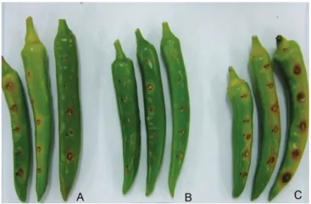 Fig. 3. Suppression of disease development of pepper anthracnose  on detached green pepper fruits by wettable powder of Bacillus  KBC1004