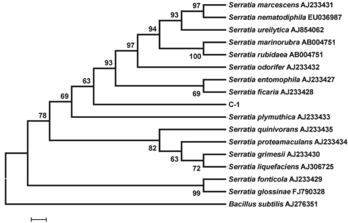 Fig. 1. Phylogenetic tree of 16S rRNA sequences showing relationships between C-1 and the type strains of Serratia species constructed using the  neighbor-joining method and Kimura’s two-parameter model