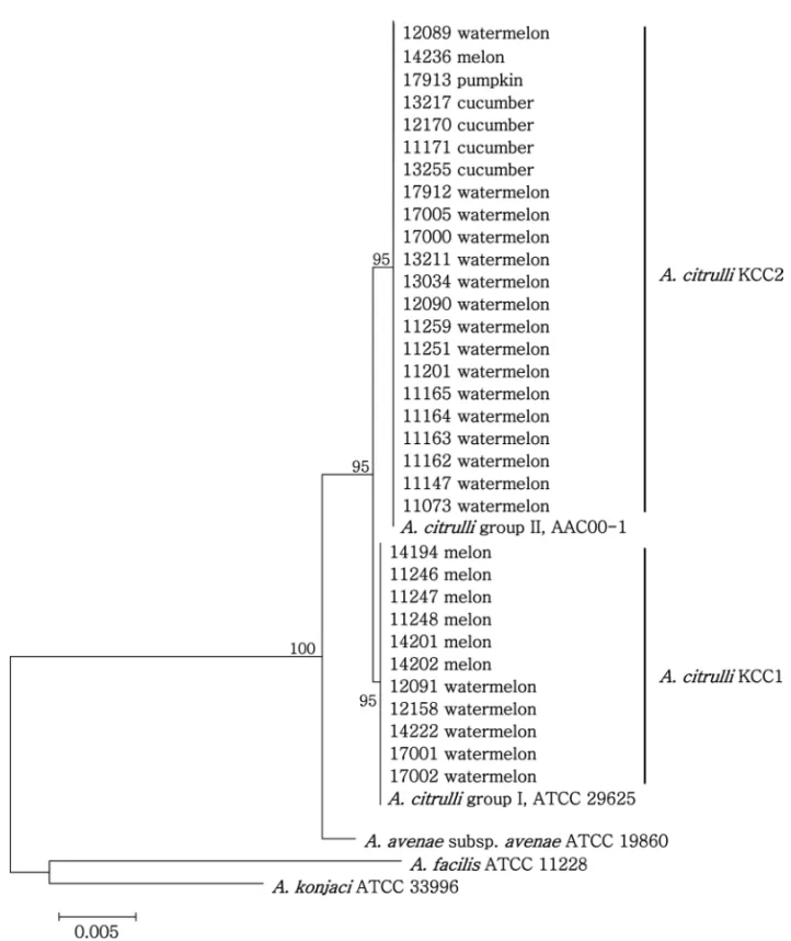 Fig. 1. Maximum likelihood phylogeny of 33 Korean isolates of Acidovorax citrulli, 2 strains of A