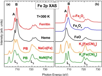 Fig. 3. (Color online) (a) Fe 2p XMCD spectra of high-state ferritin.