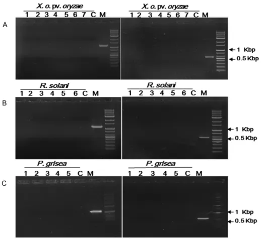 Fig. 4. Repetitive inoculation assay for the possible transfer of stilbene synthase (left) or bar (right) gene from resveratrol producing transgenic  rice plants to plant pathogens