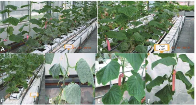 Table 1. Controlling effect on powder mildew by treating mixtures  of espil and copper hydroxide on cucumber