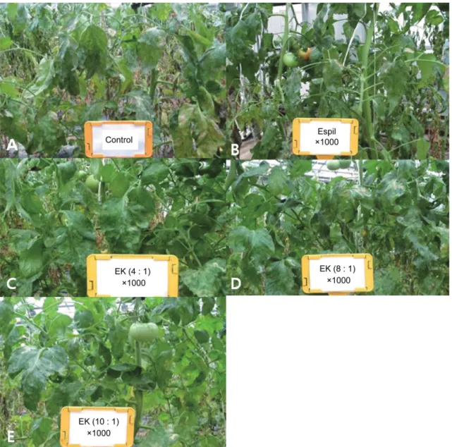 Table 2. Controlling effect on powder mildew by treating mixtures of  espil and copper hydroxide on tomato