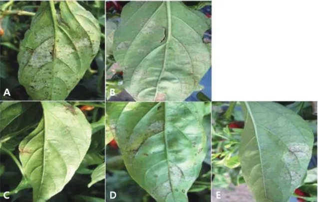 Table 3. Controlling effect on powder mildew by treating mixtures of  espil and copper hydroxide on pepper 