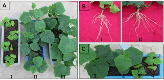 Fig. 1. Effects of the bio-formulation on growth (A, C) and root gall (B) of cucumber plant in the soils infested with Meloidogyne spp