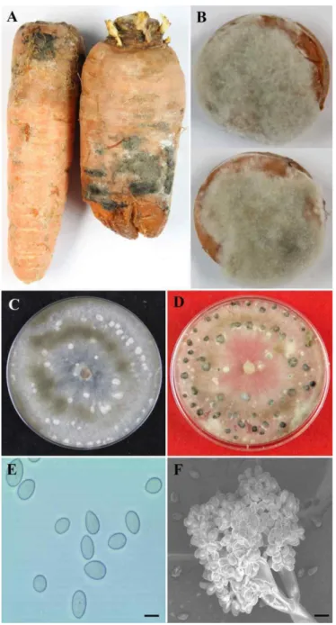 Table 1. Comparison of morphological characteristics of gray mold  fungus isolated from carrot 
