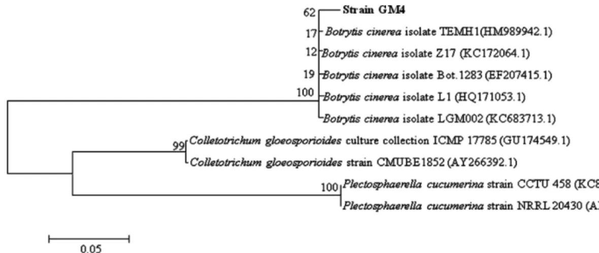Fig. 2. Neighbor-joining phylogenetic tree of Botrytis cinerea strain GM4 and related species identified from GenBank based on internal tran- tran-scribed spacer gene sequences