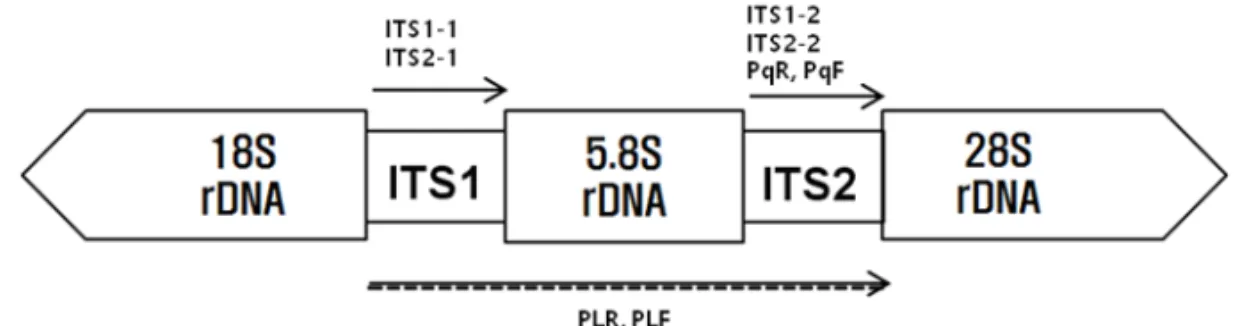 Table 1. List of primer sets used in this study