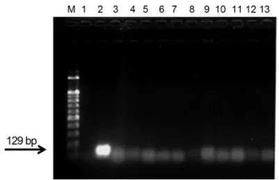 Fig. 4. Sensitivity of primer set ITS1-1/ITS1-2 for Plasmodiophora  brassicae on quantitative real-time PCR using SYBR Green