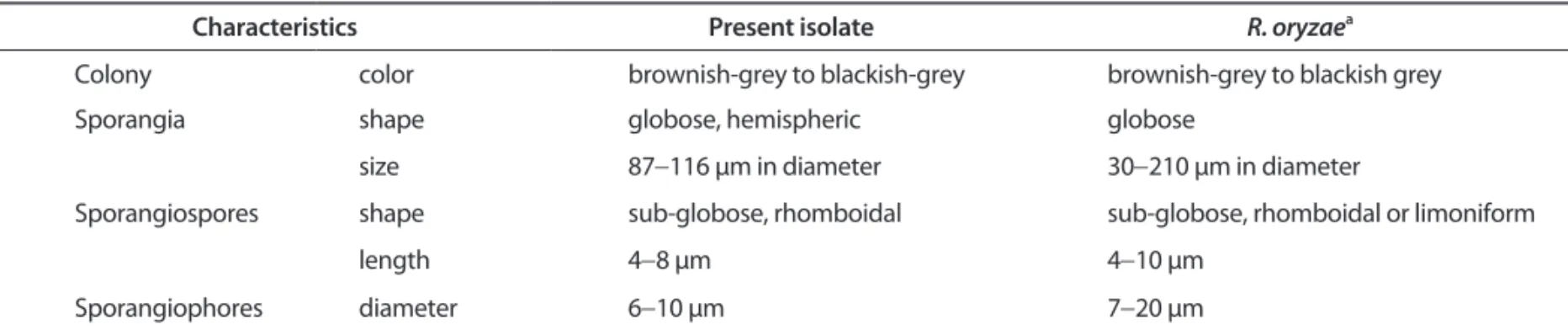 Table 1. Comparison of mycological characteristics of the isolate obtained from lily in this study with Rhizopus oryzae described previously