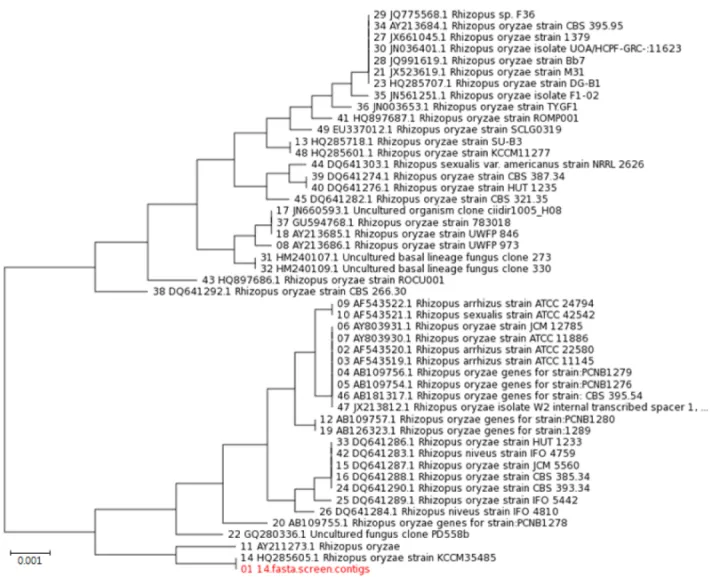 Fig. 3. Phylogenetic relationship between Rhizopus sp. and some reference isolates retrieved from GenBank, inferred by neighbor-joining meth- meth-od using the ITS rDNA region