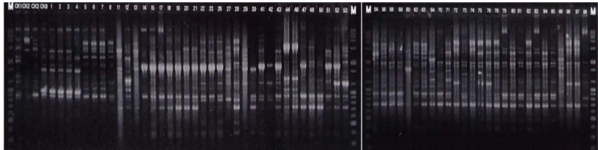 Fig. 4. Genetic relationships of Ralstonia solanacearum pepper isolates  and  reference  strains  based  on  rep-PCR  polymorphic bands amplified by BOX, ERIC and REP primer