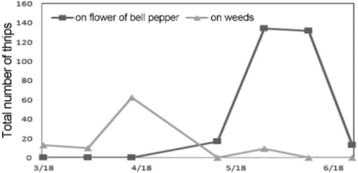 Fig. 7. Seasonal density of thrips on hot pepper in open fields. It was investigated at five fields.
