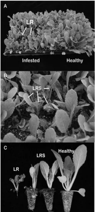 Fig. 1. Symptoms of leaf rot (LR; A, C) and leaf ring spot (LRS;