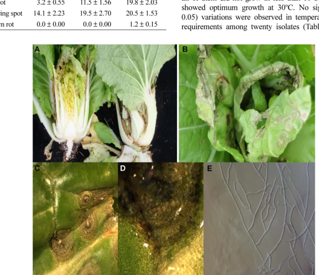 Fig.  2.  Symptoms  of  leaf  rot  (A)  and  leaf  ring  spot  (B,  C)  caused  by  Rhizoctonia  solani  on  Chinese  cabbage  in  Icheon  in  2011.