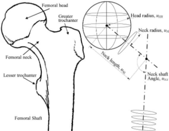 Fig. 2. Three-dimensional estimation of femoral parameters.
