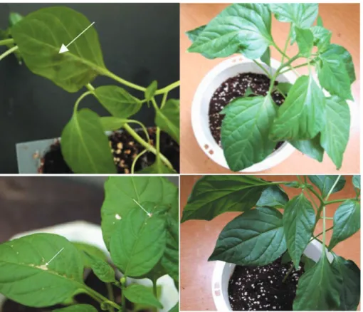 Fig. 4. Phytotoxicities of 3-(4-hydroxyphenyl)-propionic acid (HPP) to red pepper plants
