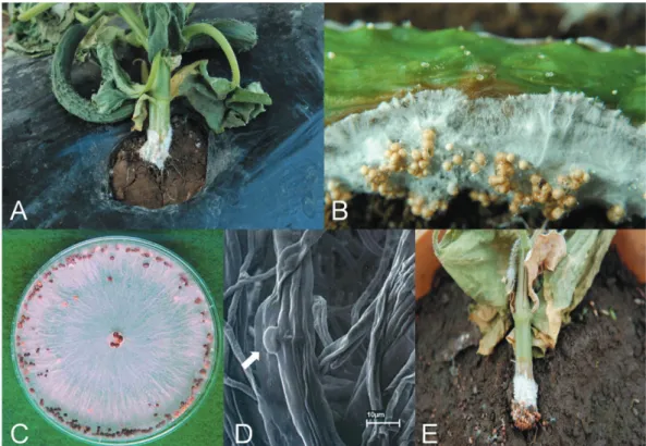 Table 1. Comparison of mycological characteristics between the isolate studied and Sclerotium rolfsii