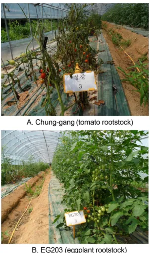 Table 3. Comparison of bacterial wilt rate of ‘Chung-gang’