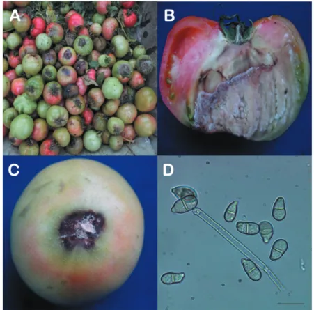 Table 1. Comparison of morphological characteristics of Trichothecium roseum isolated from pink mold rot of tomato fruit and described 