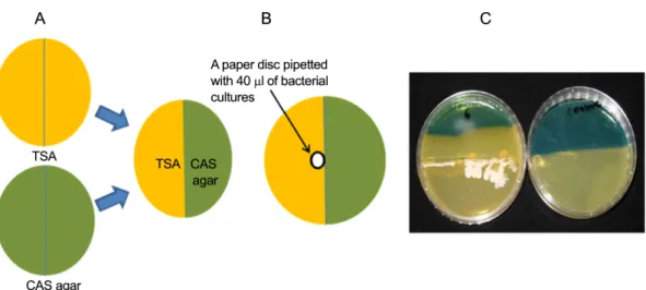 Fig. 1. Evaluation of siderophore production formation of Bacillus subtilis isolates using CAS agar and TSA