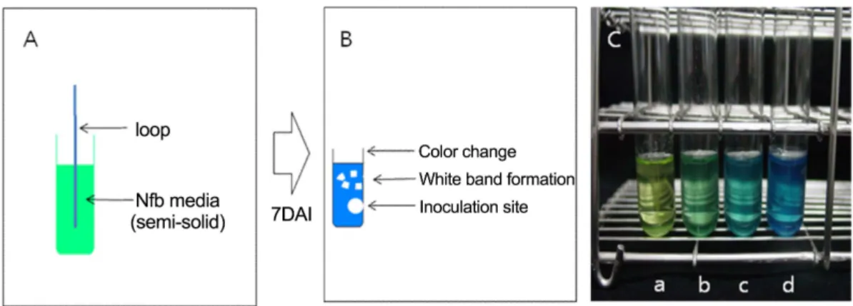 Fig. 2. Measurement of nitrogen fixation ability of Bacillus subtilis isolates in NFb semi-solid medium