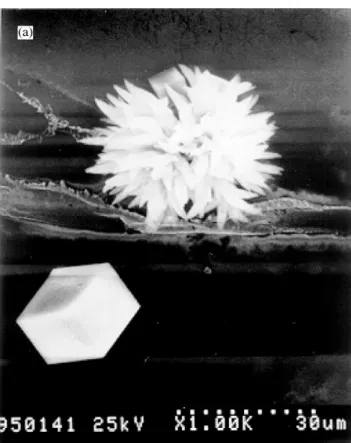 Fig. 10.  패각의 생체 모방을 통해 만들어진 칼사이트 (Cal- (Cal-cite)와  아라고나이트  (aragonite)  나노  결정 (20) 었다