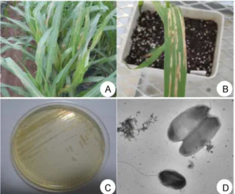 Fig. 2. Phylogenetic tree based on the 16S rRNA gene sequences of proso millet strains (MR1, MR2, MR3 and MR4) and reference Acidovorax strains