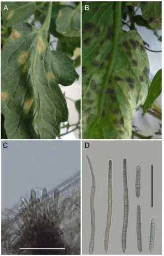 Table 1. Comparison of morphological characteristics of the causal fungus (present isolate) for black leaf mold of tomato and Pseudocercospora fuligena described by different authors