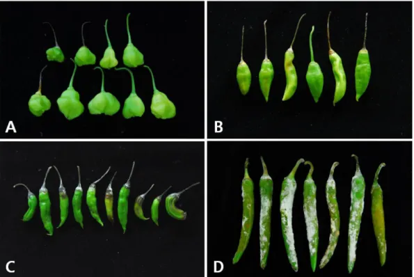 Fig. 1. The development of anthracnose symptoms on susceptible and resistant Capsicum accessions by non-wound spray inoculation with a concentration of 5.0×10 5  conidia/ml of Colletotrichum acutatum