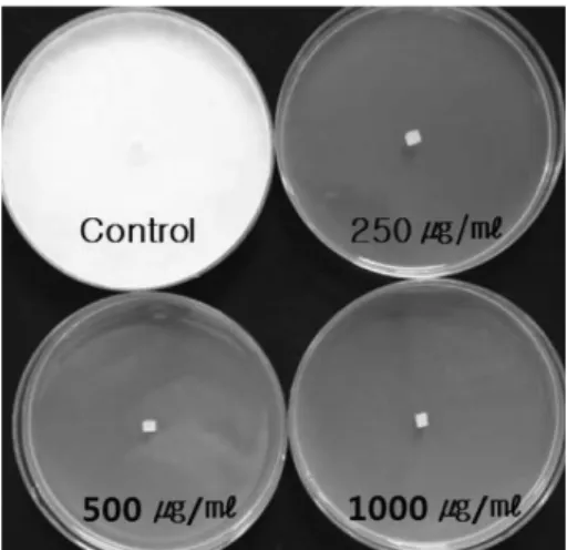 Fig. 4. Test for phytotoxicity of indole to red pepper plants. Suspensions of indole were poured onto rhizosphere of the plants (200 and 250 µg/ml) and were sprayed on the leaves (1,000 µg/ml).