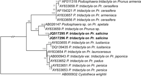 Fig. 2. Phylogenetic relationship between Podosphaera tridactyla isolates and some reference isolates retrieved from GenBank, inferred by neighbor-joining method using the ITS rDNA region