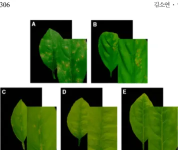 Table 2. Number of scab lesions on the citrus leaves untreated, pre-inoculated with rhizobacterial strains or treated with fungicide at 14 days after inoculation with Elsinoe fawcettii 
