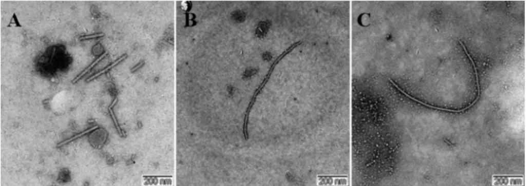 Fig. 1. Virus particles in oriental melons by EM (Samples have been negatively stained with phosphotungstic acid