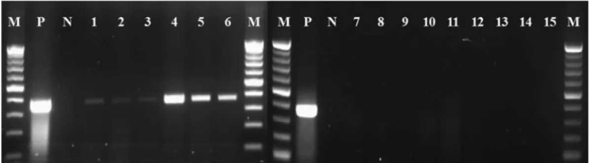 Table 5. RT-PCR detection of the seedlings of oriental melon purchased from two nurseries in Seongju in 2010 a
