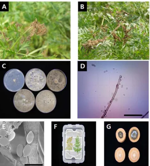 Table 1. Morphological characteristics of Botrytis cinerea cultured in various media 